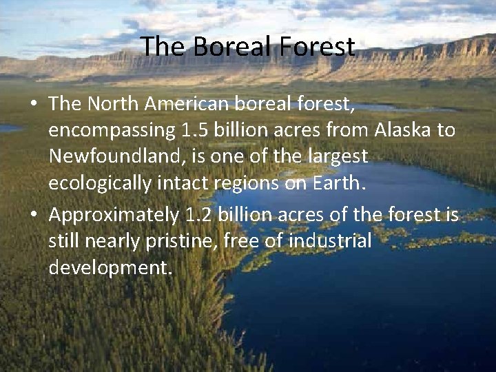 The Boreal Forest • The North American boreal forest, encompassing 1. 5 billion acres