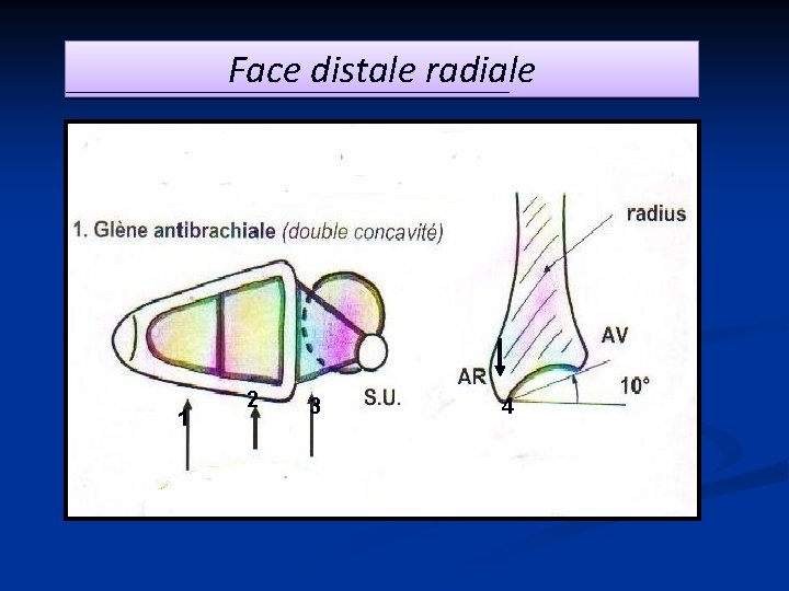 Face distale radiale 1 2 3 4 