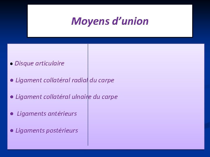 Moyens d’union ● Disque articulaire ● Ligament collatéral radial du carpe ● Ligament collatéral