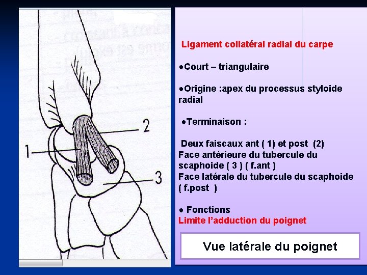 Ligament collatéral radial du carpe ●Court – triangulaire ●Origine : apex du processus styloide