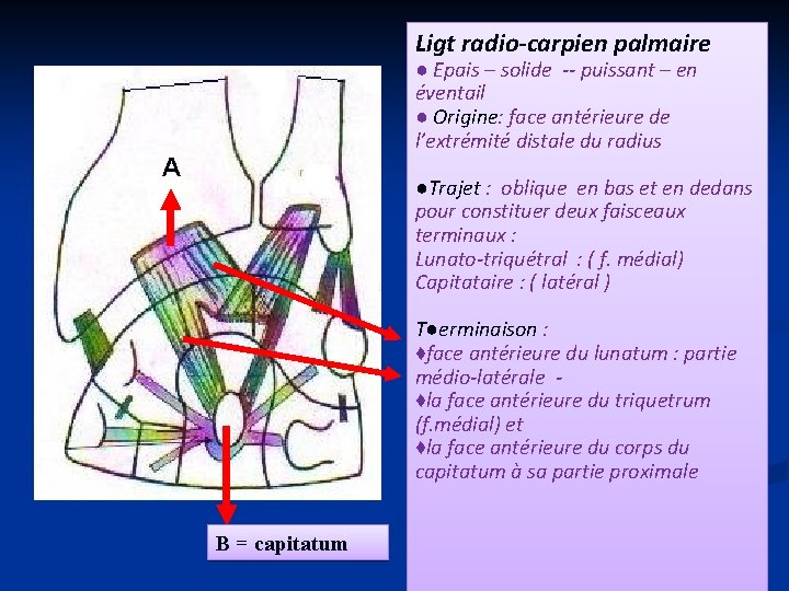 Ligt radio-carpien palmaire ● Epais – solide -- puissant – en éventail ● Origine: