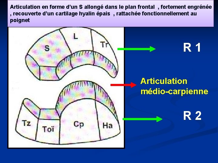 Articulation en forme d’un S allongé dans le plan frontal , fortement engrénée ,