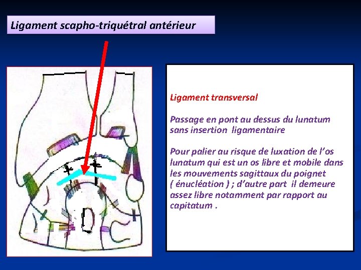 Ligament scapho-triquétral antérieur Ligament transversal Passage en pont au dessus du lunatum sans insertion