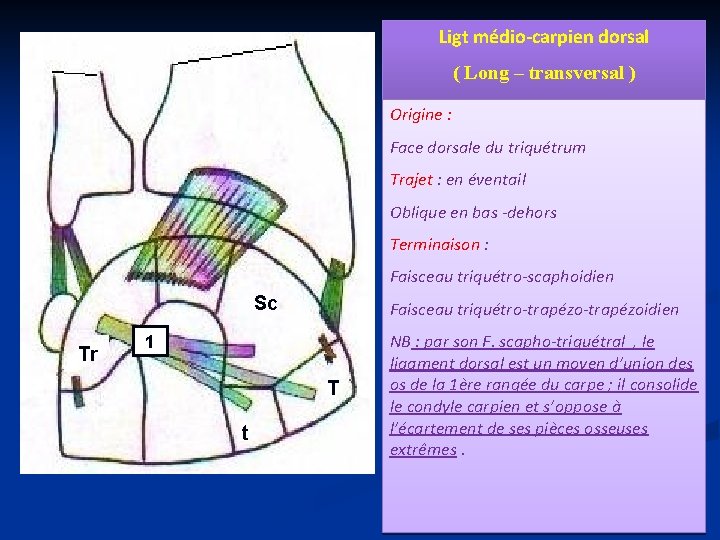 Ligt médio-carpien dorsal ( Long – transversal ) Origine : Face dorsale du triquétrum