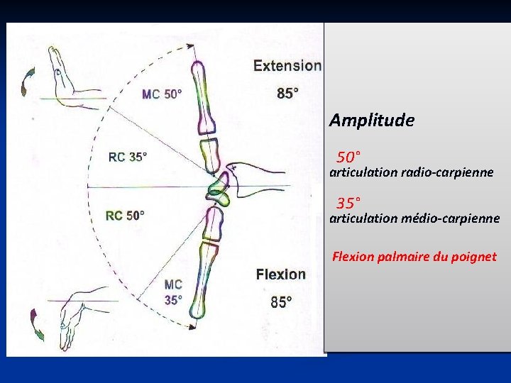 Amplitude 50° articulation radio-carpienne 35° articulation médio-carpienne Flexion palmaire du poignet 