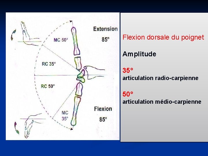 Flexion dorsale du poignet Amplitude 35° articulation radio-carpienne 50° articulation médio-carpienne 