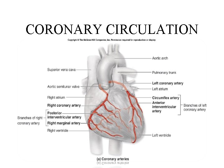 CORONARY CIRCULATION 