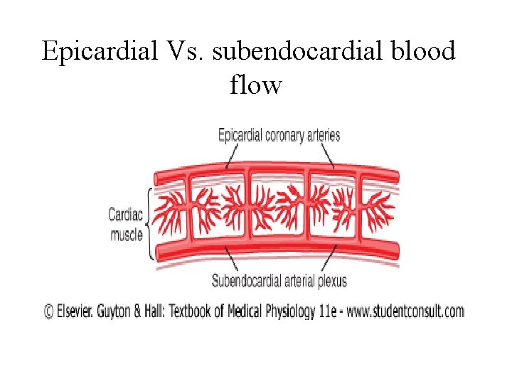 Epicardial Vs. subendocardial blood flow 