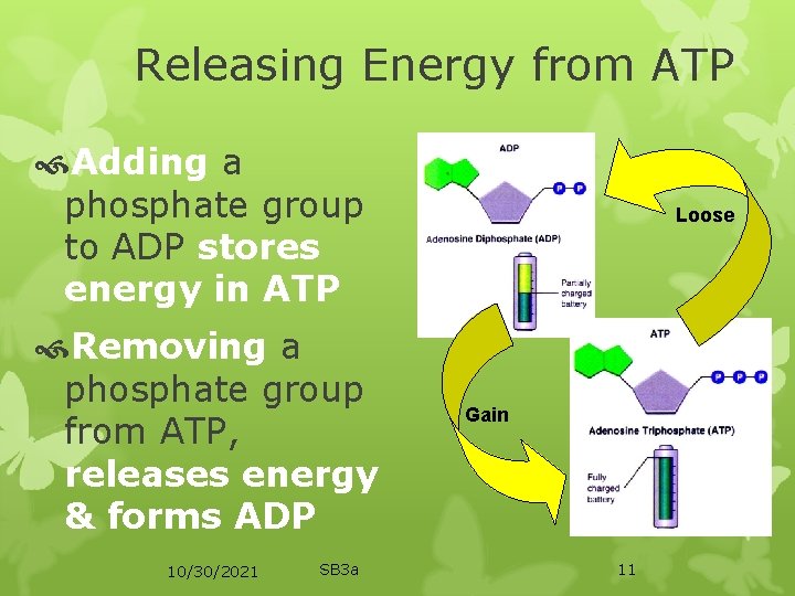 Releasing Energy from ATP Adding a phosphate group to ADP stores energy in ATP