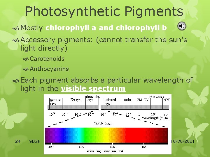 Photosynthetic Pigments Mostly chlorophyll a and chlorophyll b Accessory pigments: (cannot transfer the sun’s