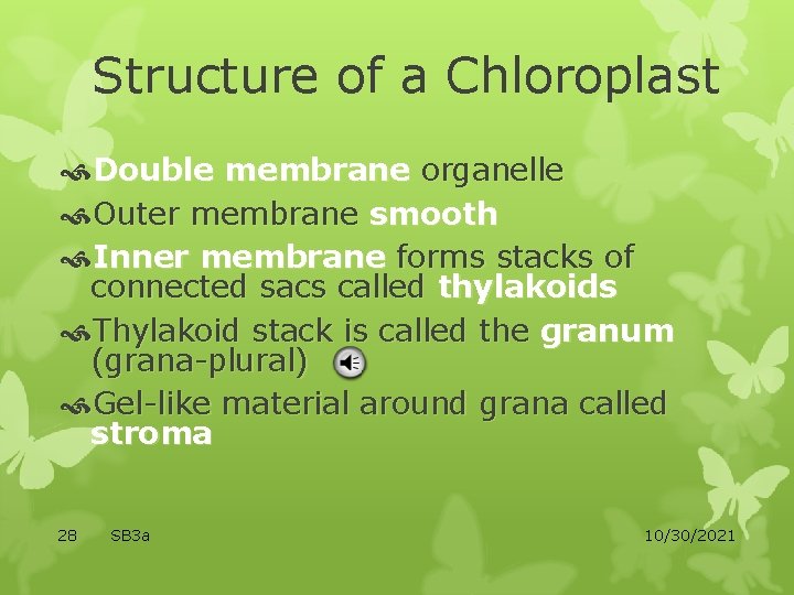 Structure of a Chloroplast Double membrane organelle Outer membrane smooth Inner membrane forms stacks