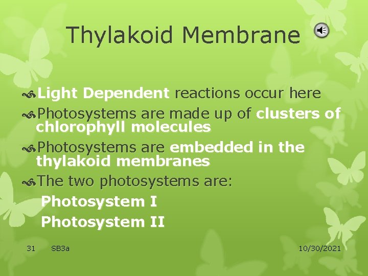 Thylakoid Membrane Light Dependent reactions occur here Photosystems are made up of clusters of