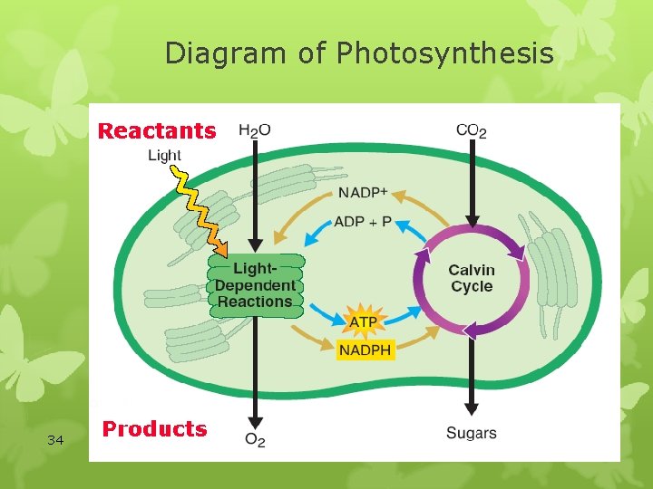 Diagram of Photosynthesis 34 SB 3 a 10/30/2021 