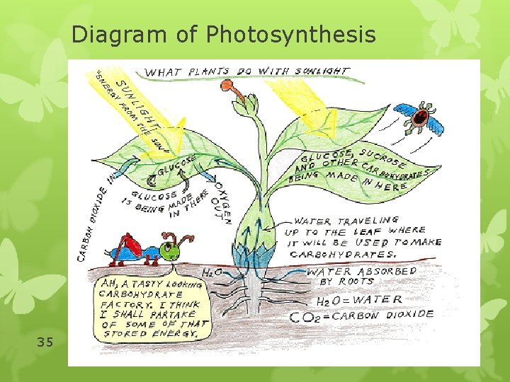 Diagram of Photosynthesis 35 SB 3 a 10/30/2021 