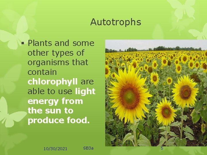 Autotrophs § Plants and some other types of organisms that contain chlorophyll are able