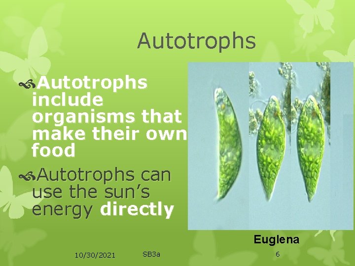 Autotrophs include organisms that make their own food Autotrophs can use the sun’s energy