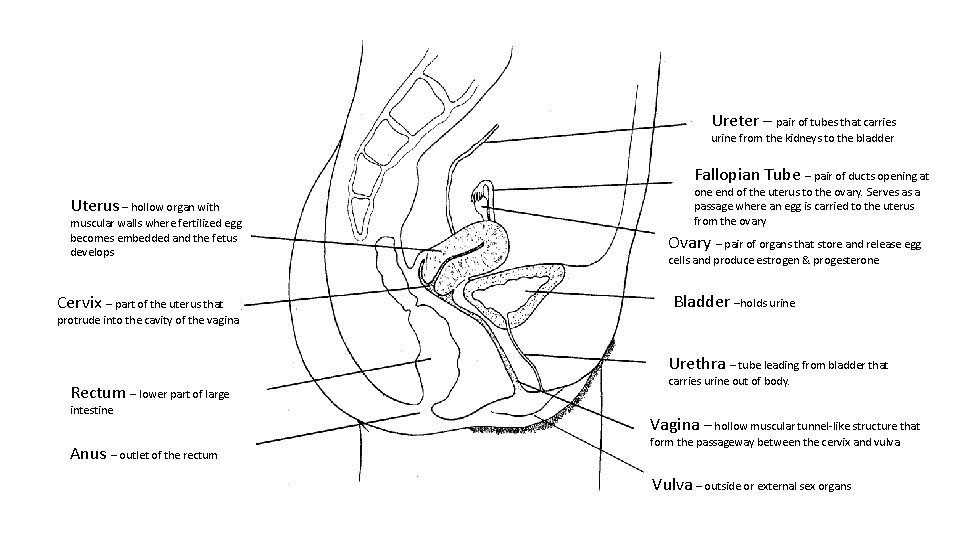 Ureter – pair of tubes that carries urine from the kidneys to the bladder