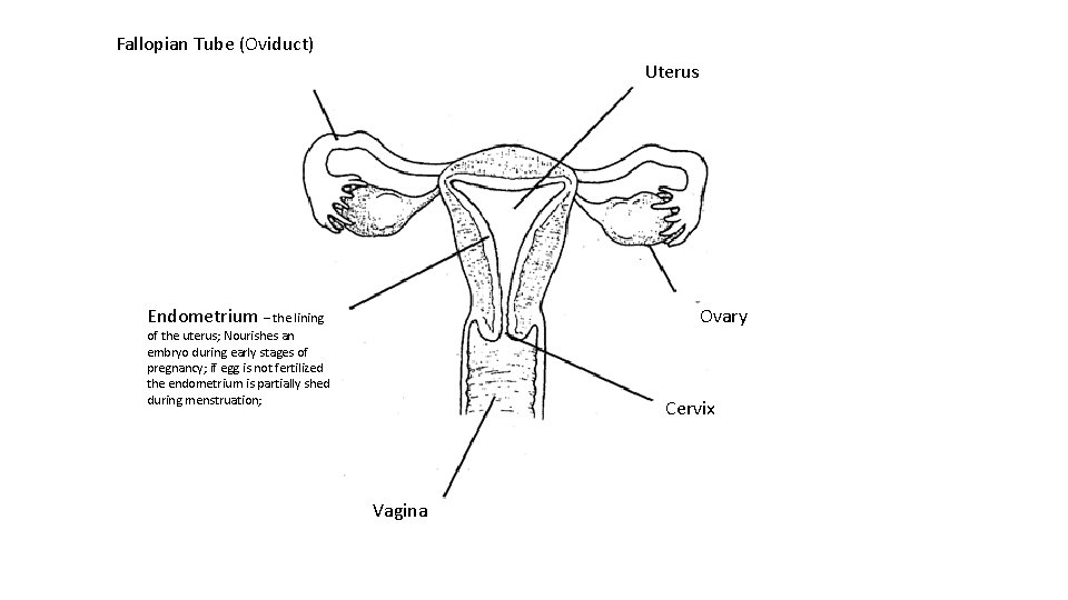 Fallopian Tube (Oviduct) Uterus Endometrium – the lining Ovary of the uterus; Nourishes an