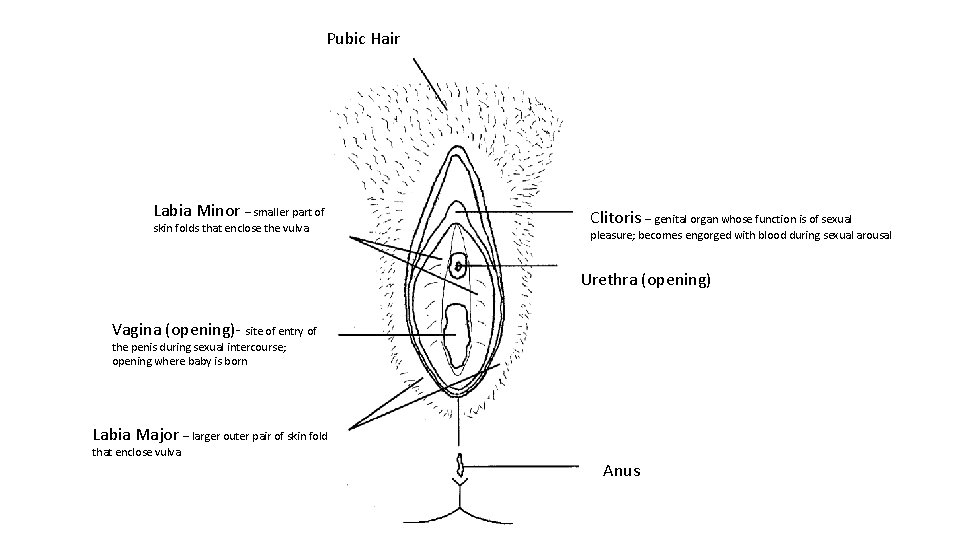 Pubic Hair Labia Minor – smaller part of skin folds that enclose the vulva