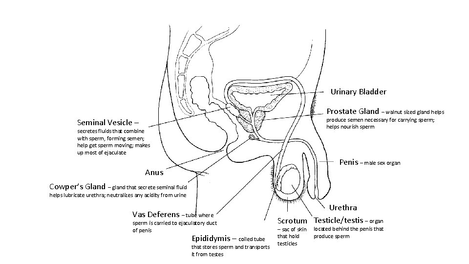 Urinary Bladder Prostate Gland – walnut sized gland helps produce semen necessary for carrying