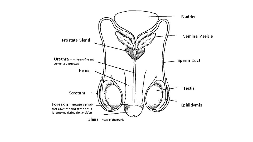 Bladder Prostate Gland Urethra – where urine and semen are excreted Seminal Vesicle Sperm