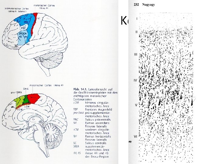 Motorische Kortices 