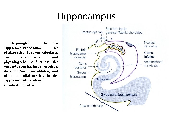 Hippocampus Ursprünglich wurde die Hippocampusformation als olfaktorisches Zentrum aufgefasst. Die anatomische und physiologische Aufklärung