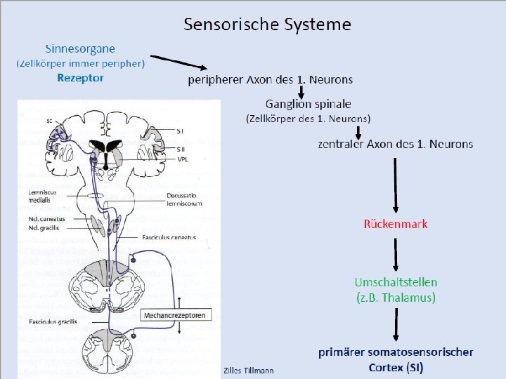 Sesorisches System 