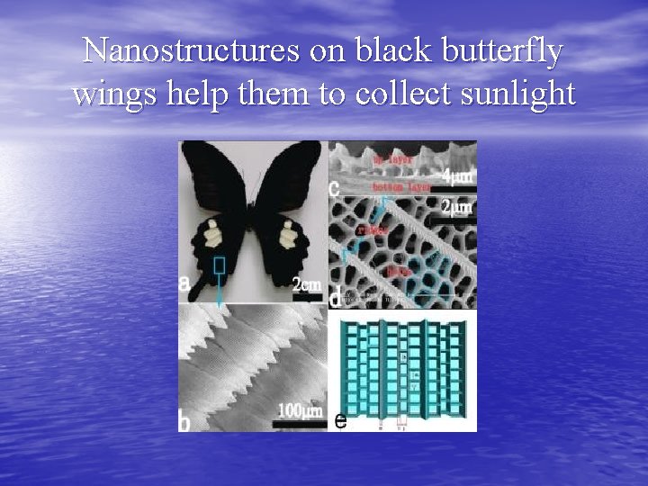 Nanostructures on black butterfly wings help them to collect sunlight 