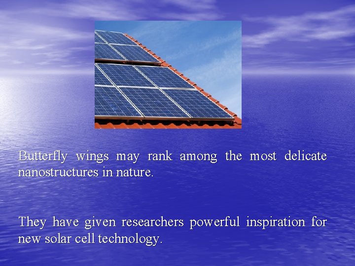 Butterfly wings may rank among the most delicate nanostructures in nature. They have given