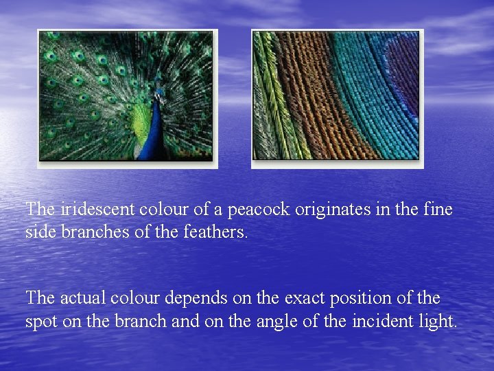 The iridescent colour of a peacock originates in the fine side branches of the