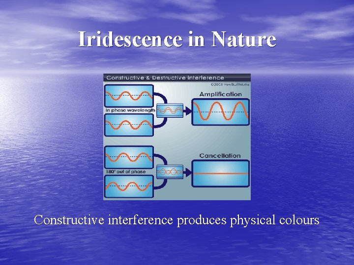 Iridescence in Nature Constructive interference produces physical colours 