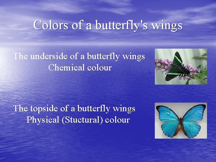 Colors of a butterfly's wings The underside of a butterfly wings Chemical colour The