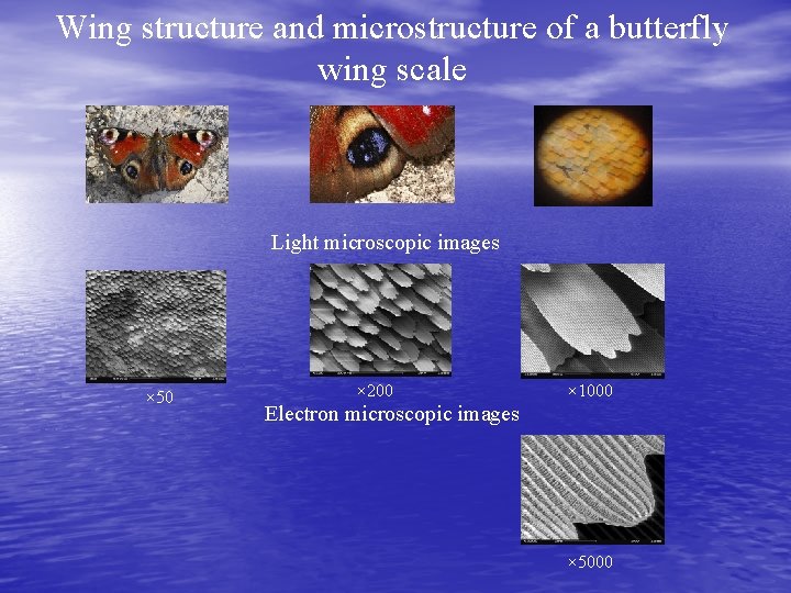 Wing structure and microstructure of a butterfly wing scale Light microscopic images × 50