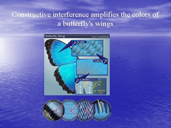 Constructive interference amplifies the colors of a butterfly's wings 