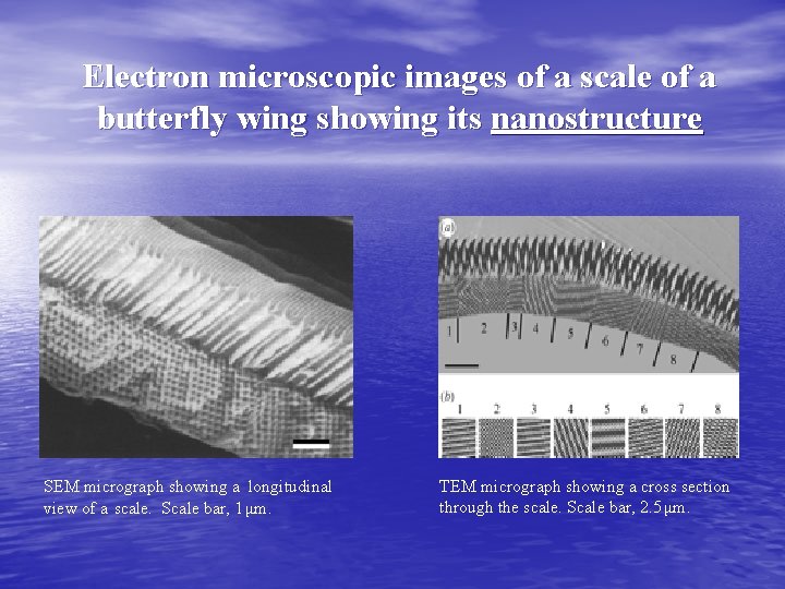 Electron microscopic images of a scale of a butterfly wing showing its nanostructure SEM