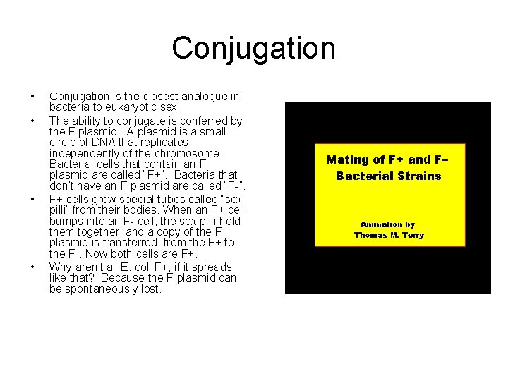 Conjugation • • Conjugation is the closest analogue in bacteria to eukaryotic sex. The
