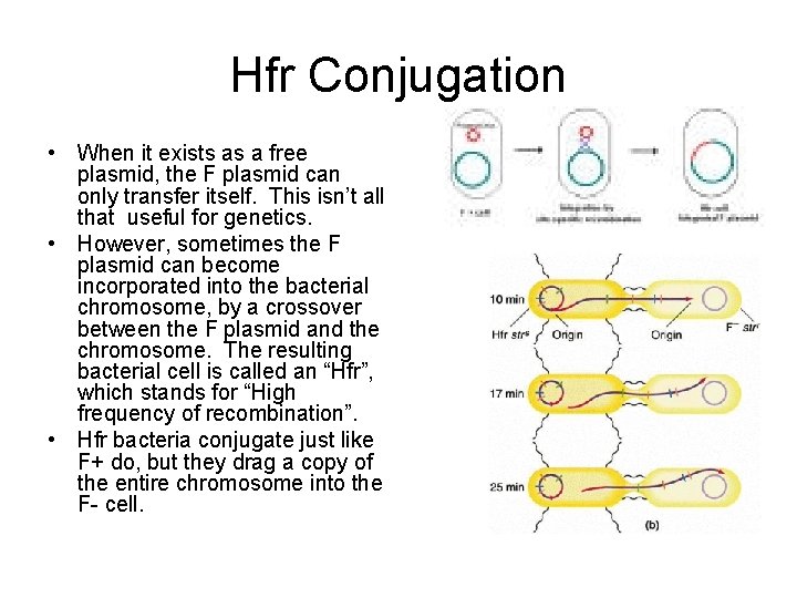 Hfr Conjugation • When it exists as a free plasmid, the F plasmid can
