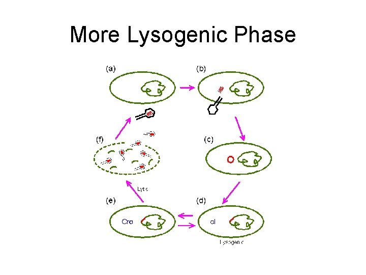 More Lysogenic Phase 