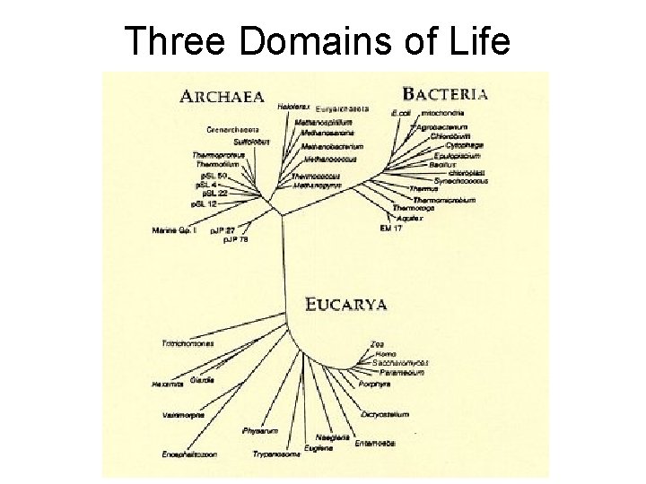 Three Domains of Life 