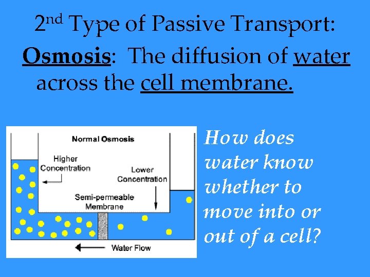2 nd Type of Passive Transport: Osmosis: The diffusion of water across the cell