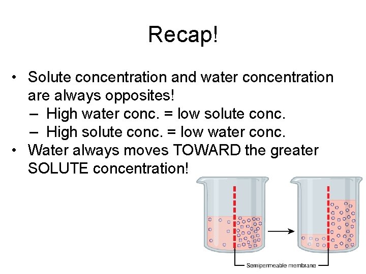 Recap! • Solute concentration and water concentration are always opposites! – High water conc.