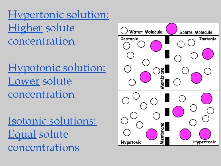 Hypertonic solution: Higher solute concentration Hypotonic solution: Lower solute concentration Isotonic solutions: Equal solute