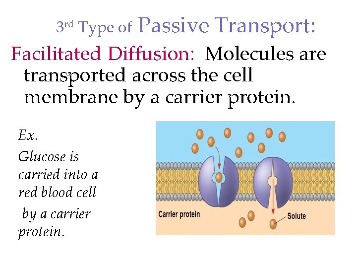 3 rd Type of Passive Transport: Facilitated Diffusion: Molecules are transported across the cell