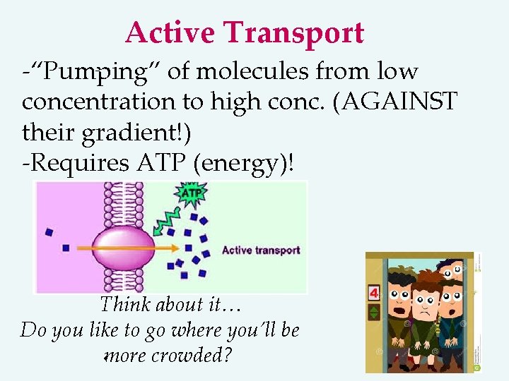 Active Transport -“Pumping” of molecules from low concentration to high conc. (AGAINST their gradient!)