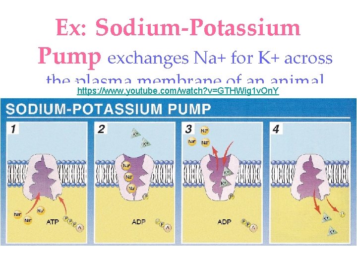 Ex: Sodium-Potassium Pump exchanges Na+ for K+ across the plasma membrane of an animal