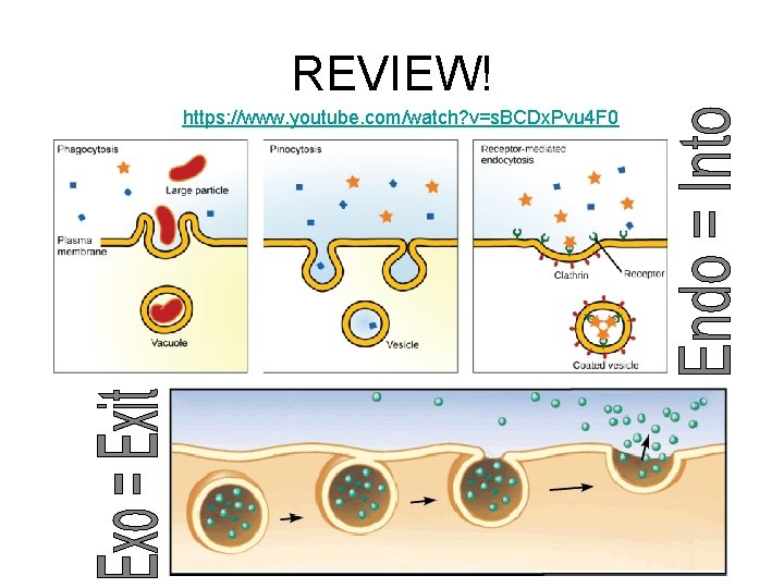 REVIEW! https: //www. youtube. com/watch? v=s. BCDx. Pvu 4 F 0  REVIEW! https: //www. youtube. com/watch? v=s. BCDx. Pvu 4 F 0