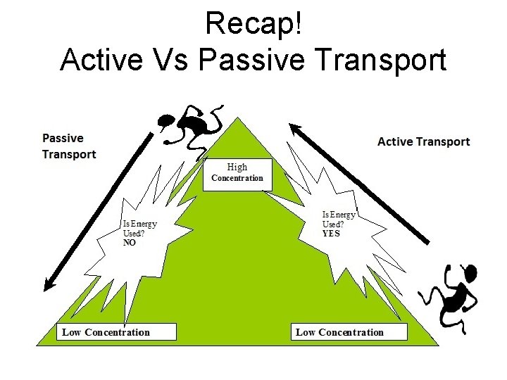 Recap! Active Vs Passive Transport 