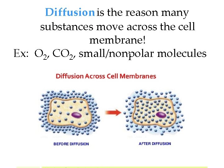 Diffusion is the reason many substances move across the cell membrane! Ex: O 2,