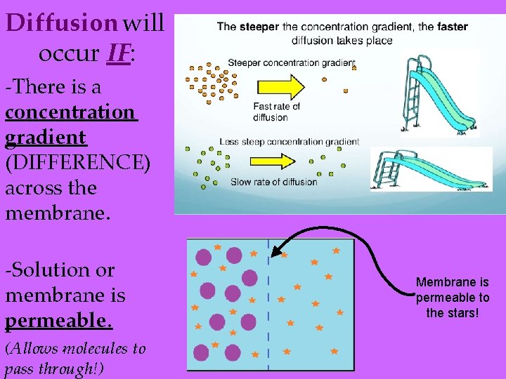 Diffusion will occur IF: -There is a concentration gradient (DIFFERENCE) across the membrane. -Solution Diffusion will occur IF: -There is a concentration gradient (DIFFERENCE) across the membrane. -Solution
